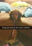puppy.jpg