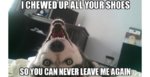 overlyattacheddog.jpg