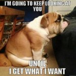 Im-going-to-keep-looking-at-you-dog-meme.jpg