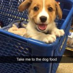 dog food.jpg