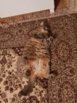 Camo-Chonk.jpg