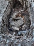 owl-camouflaging.jpg