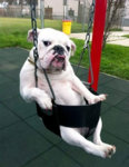 swing.jpg
