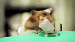 happy birthday.gif