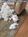 rabit.jpg