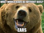 bear.jpg