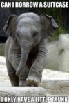 elephant.jpg