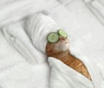 cucumber cat.jpg