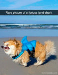 shark.jpg