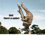 spider.jpg