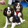 Camping cavaliers