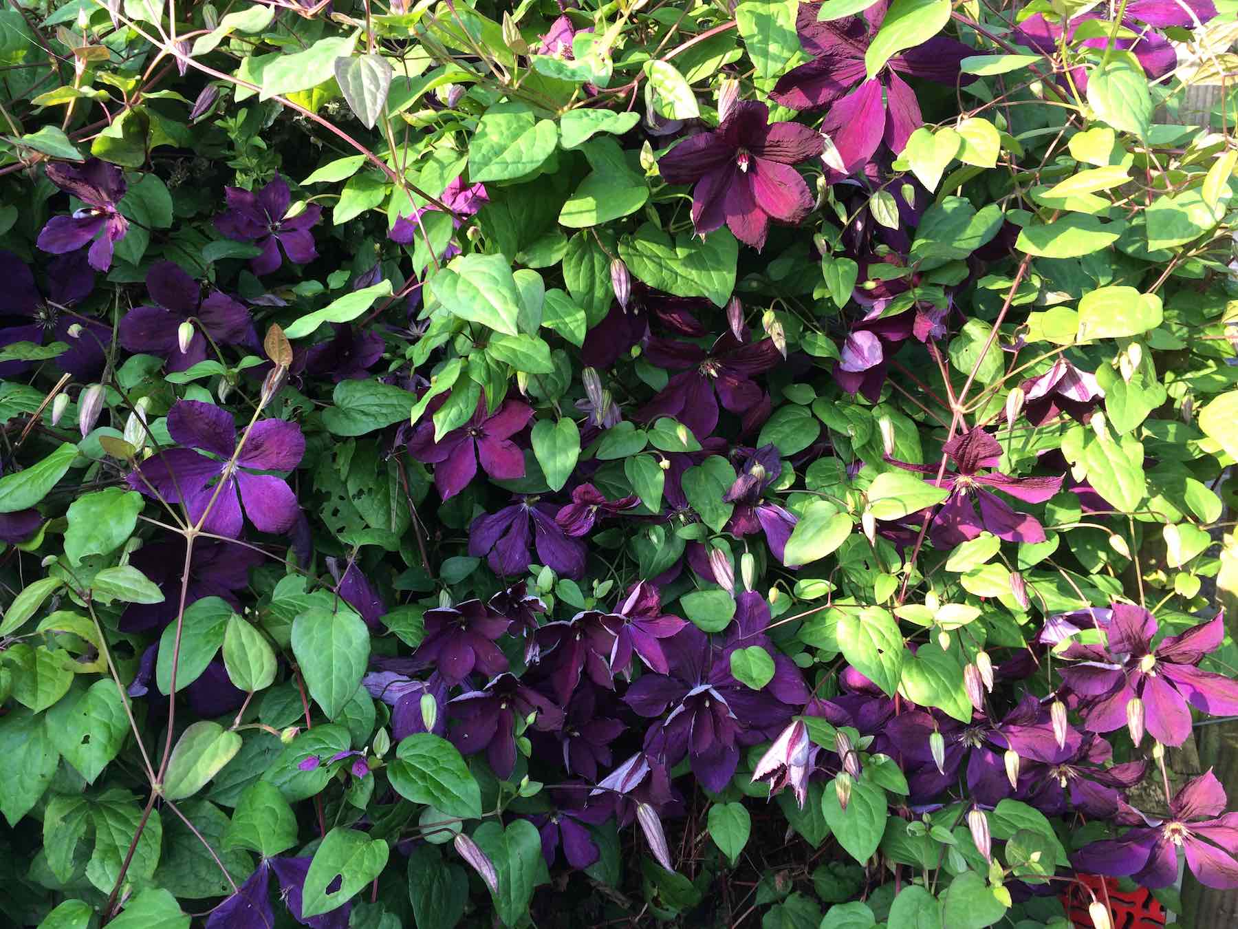 14-Clematis jackmanii superba.jpg