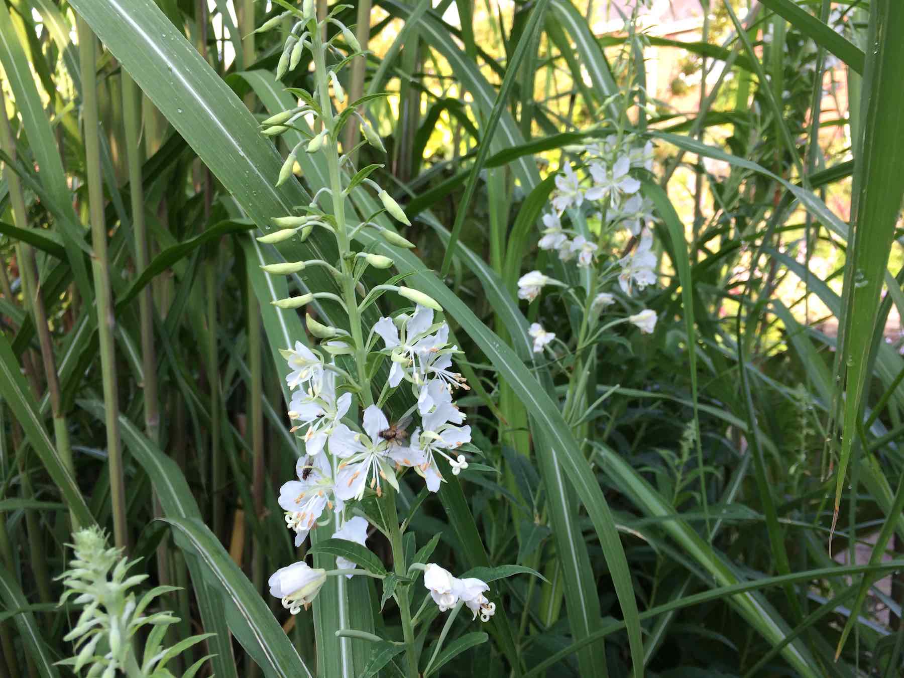 19-Chamerion angustifolium Album.jpg