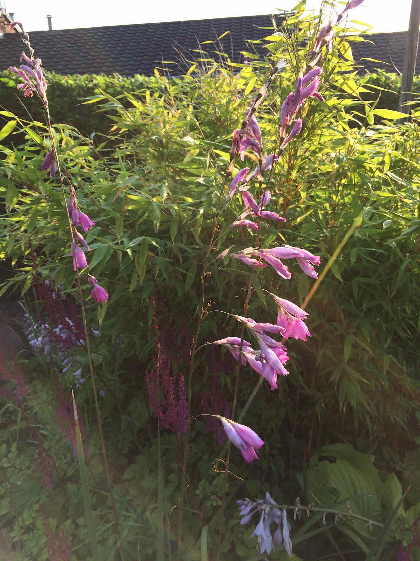 27-Dierama seedling pink.jpg