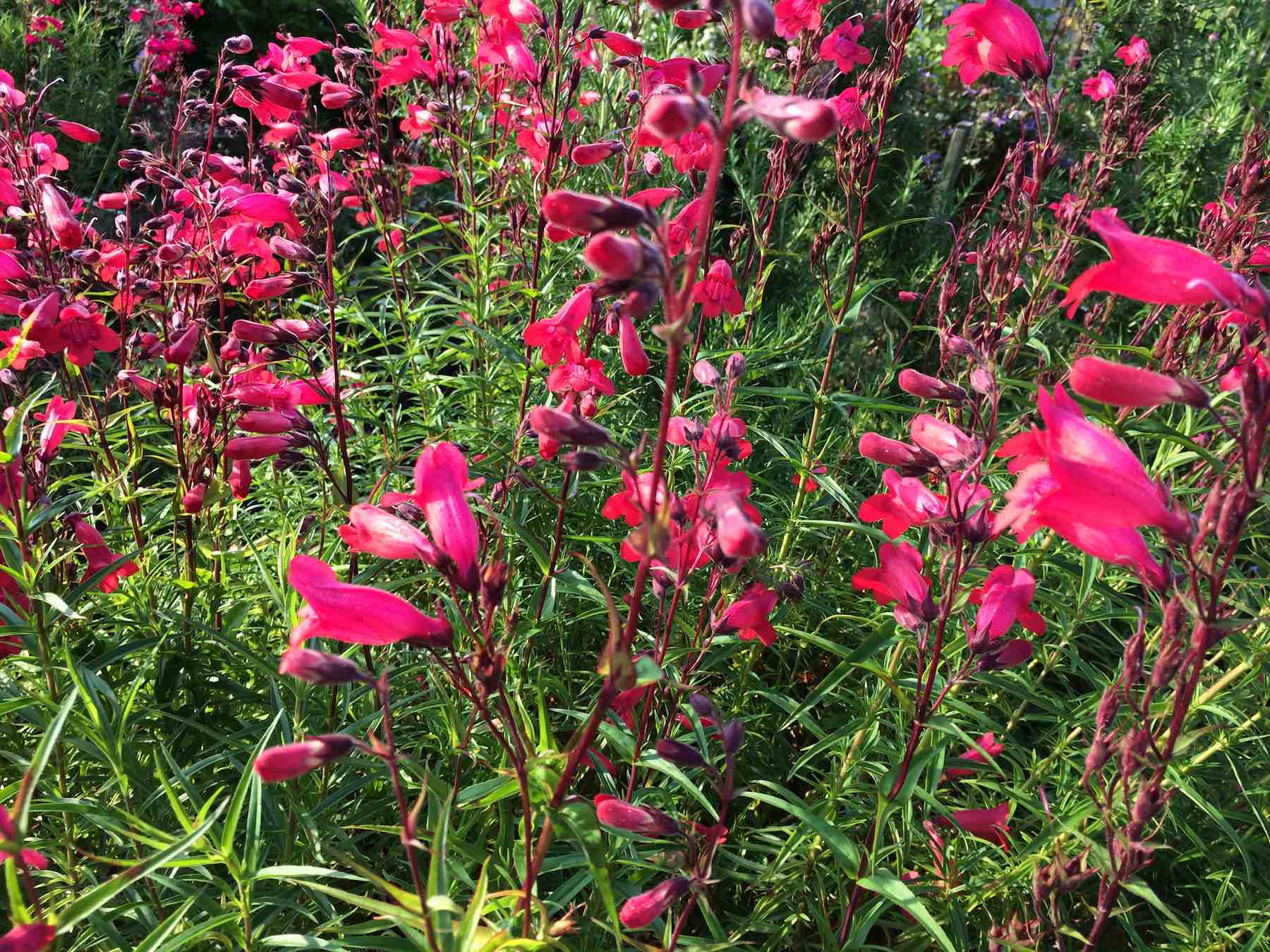 31-Penstemon Ruby.jpg