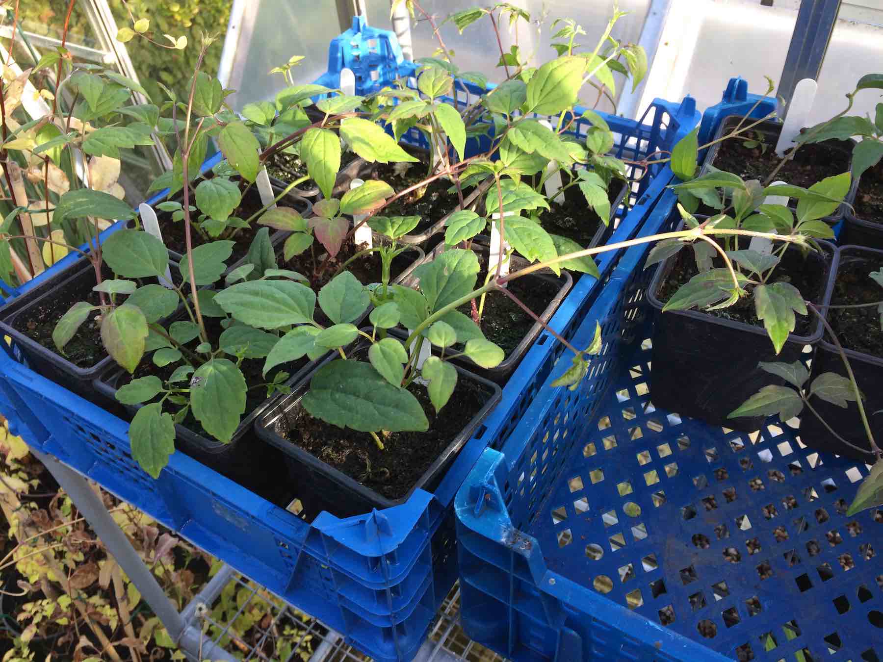 Clematis montana Marjorie cuttings.jpg