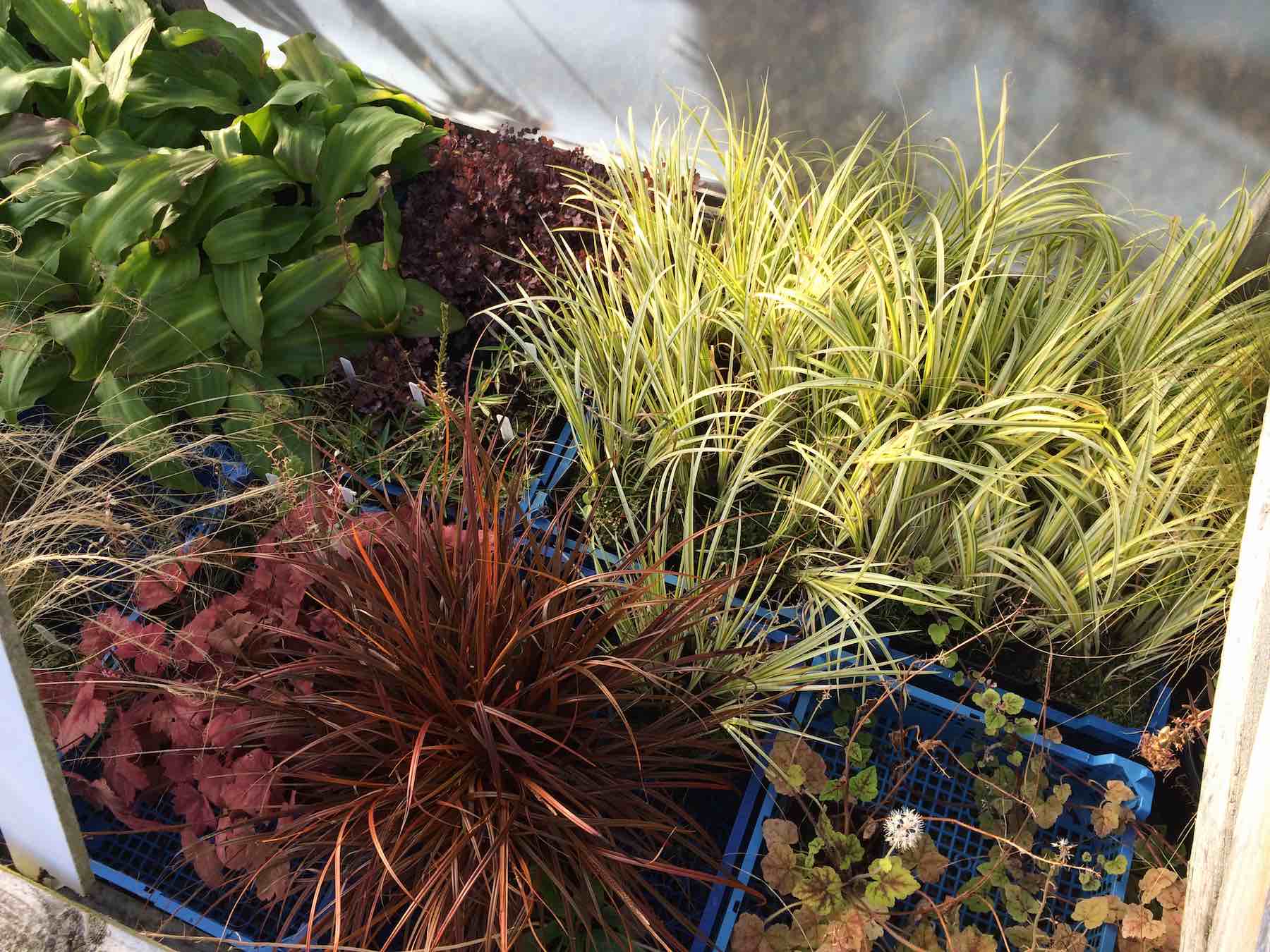 Goodies growing in the cold frames.jpg