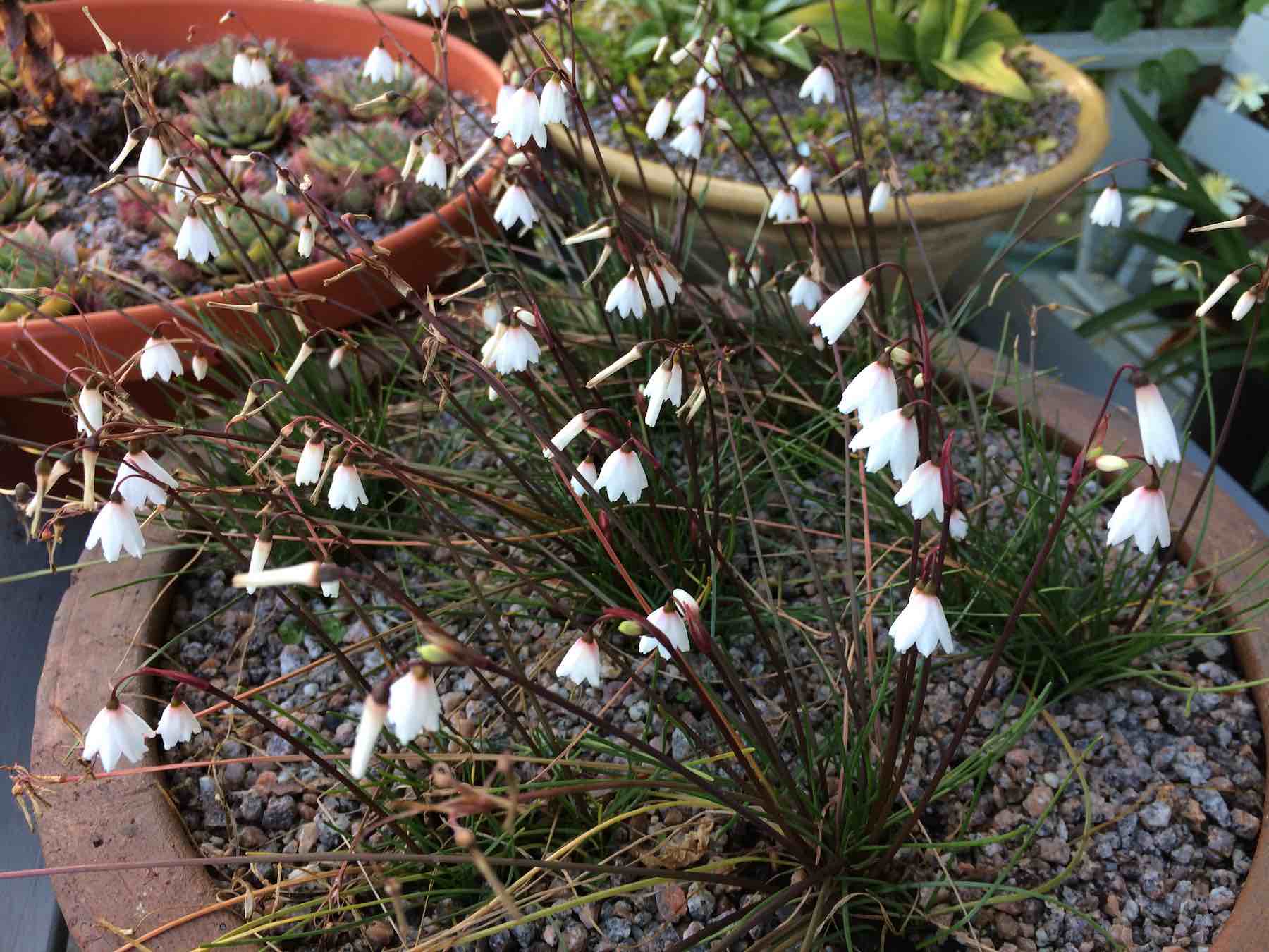 Leucojum autumnale.jpg