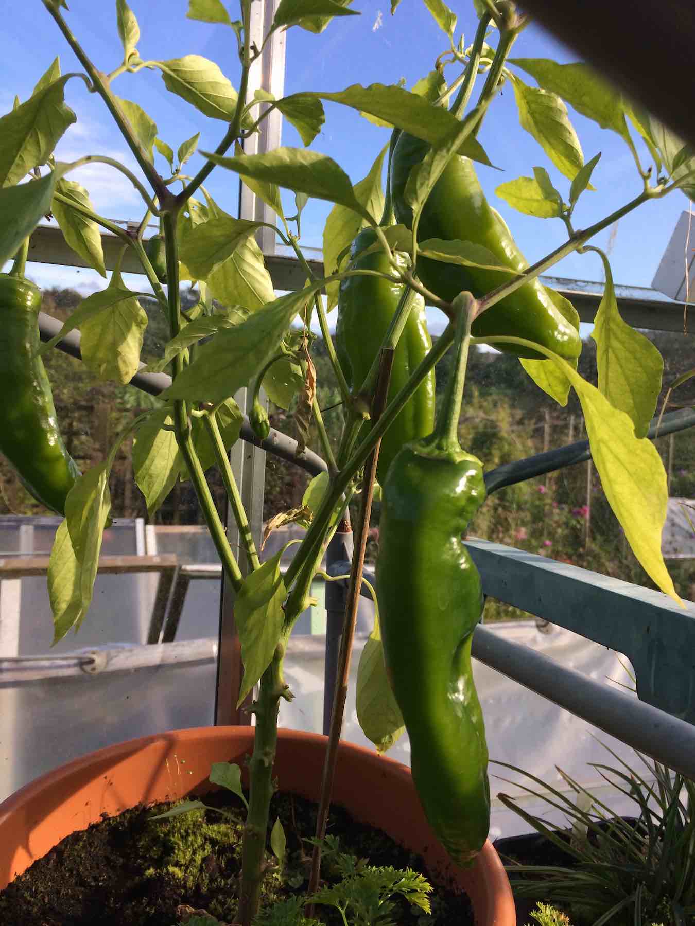 Peppers in greenhouse.jpg