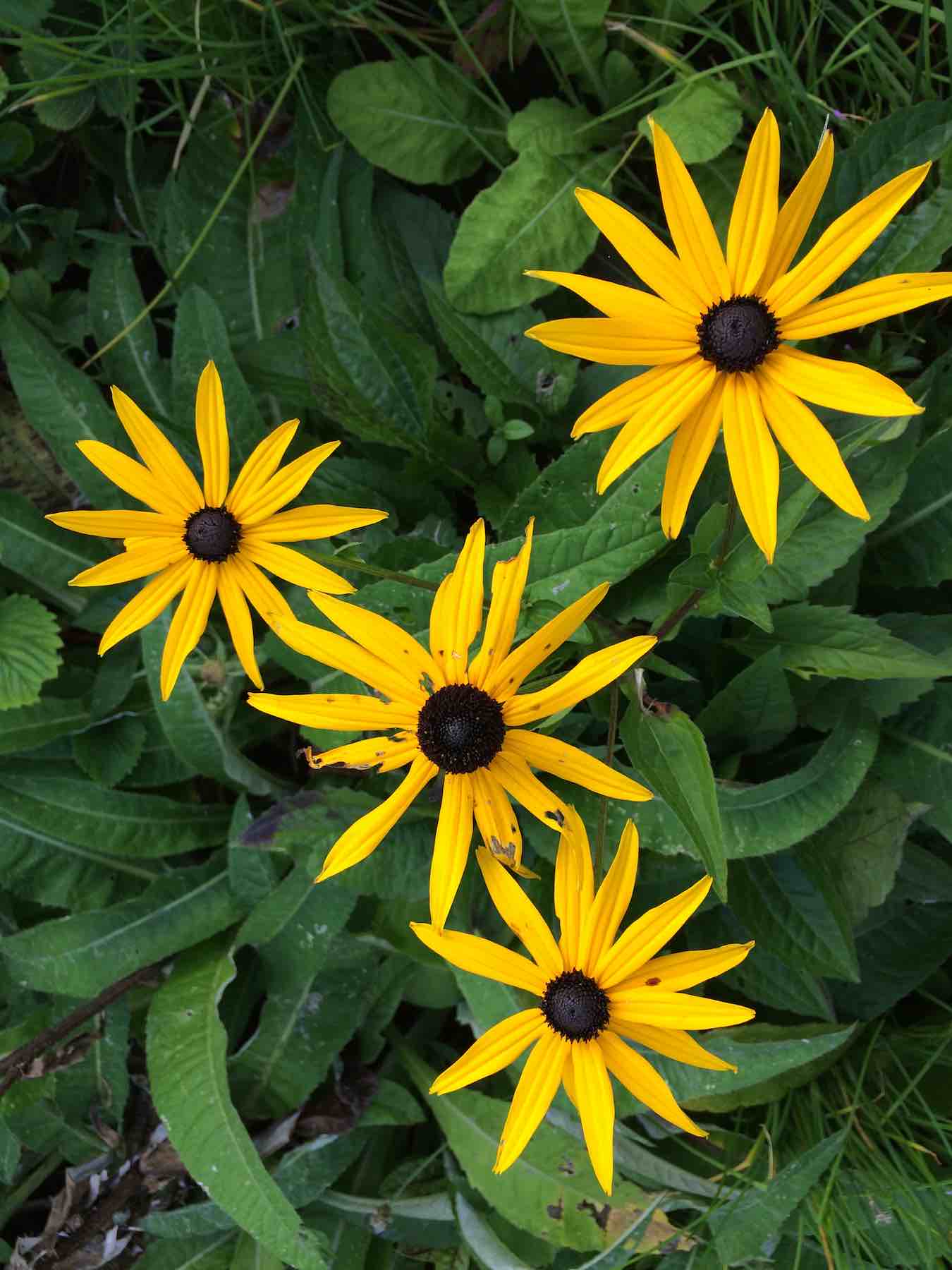 Rudbeckia Goldsturm.jpg