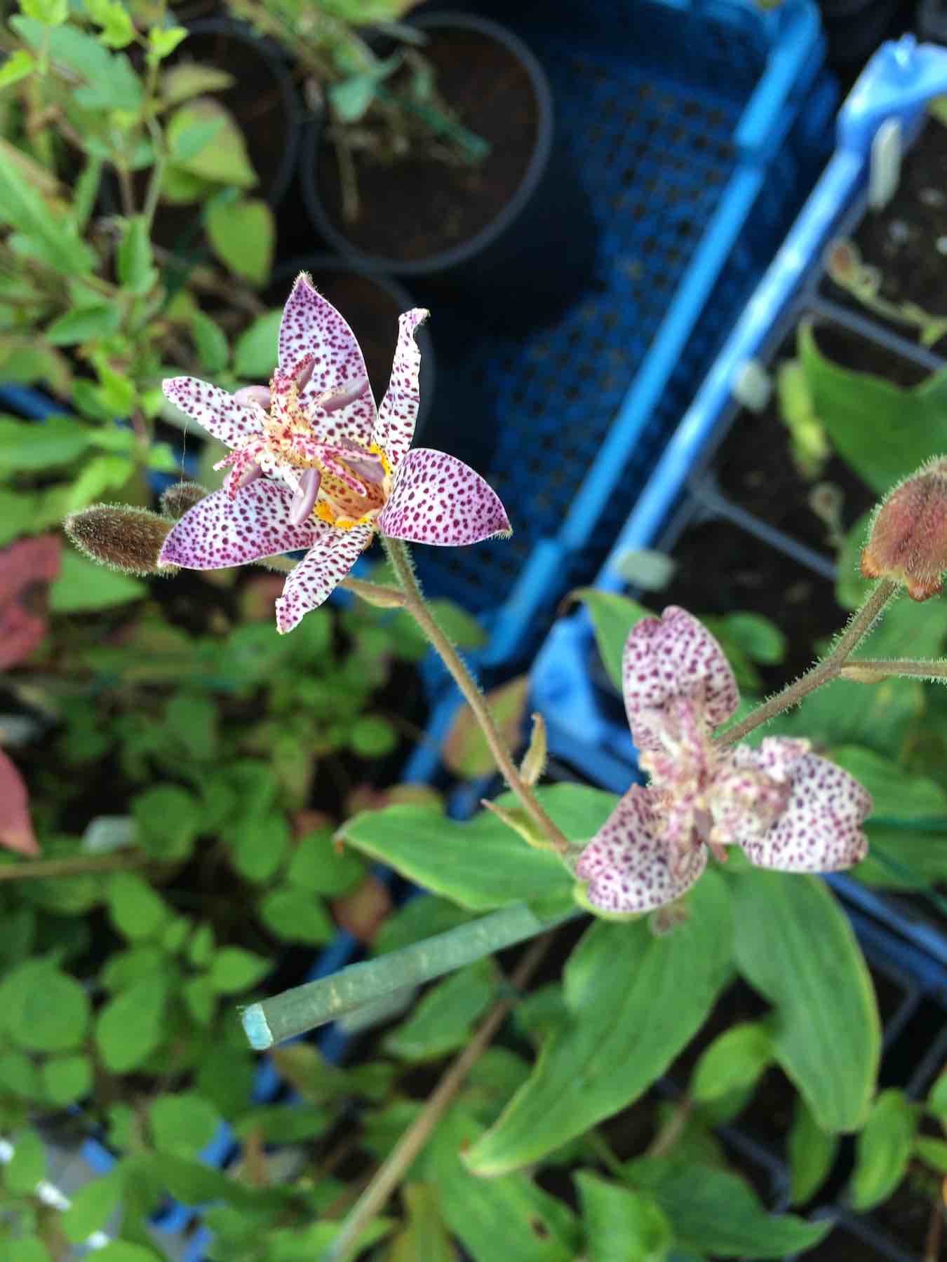 Tricyrtis hirta-02.jpg