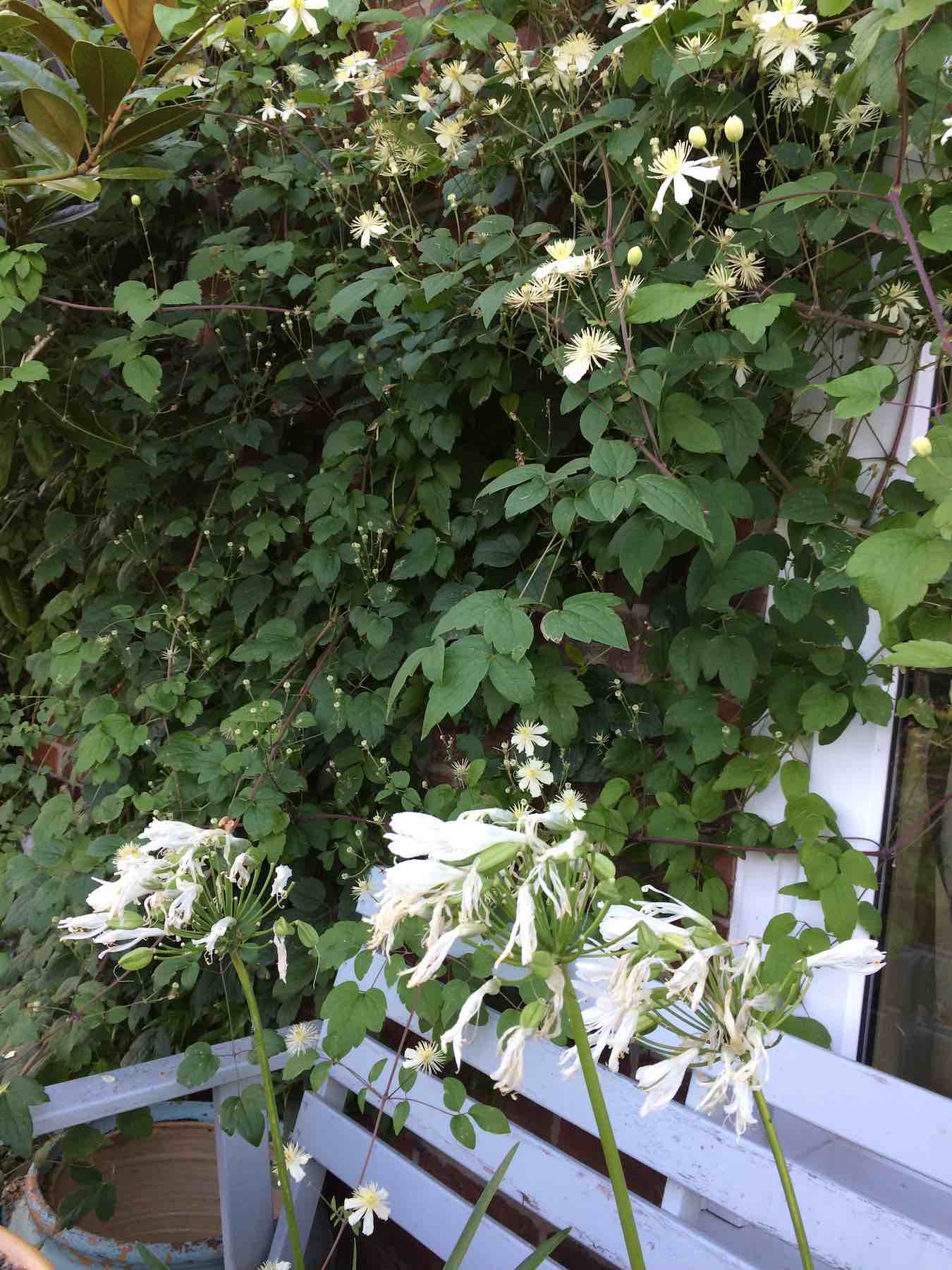 White agapanthus.jpg