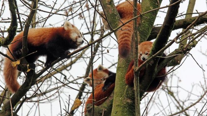 _105370757_redpanda_belfastzoo.jpg