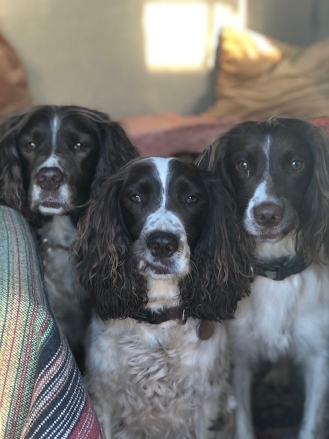 thewanderingfamilee.blog