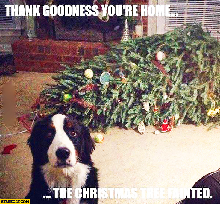 dog-tree-fainted.jpg