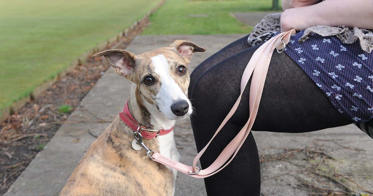 www.pdsa.org.uk