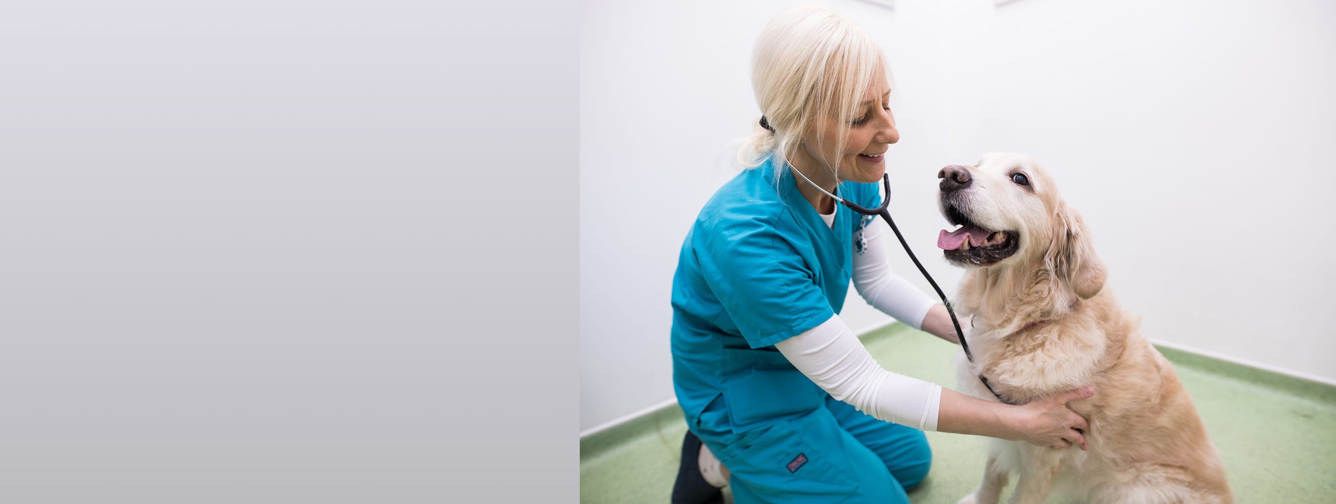 www.abbeywellvets.co.uk