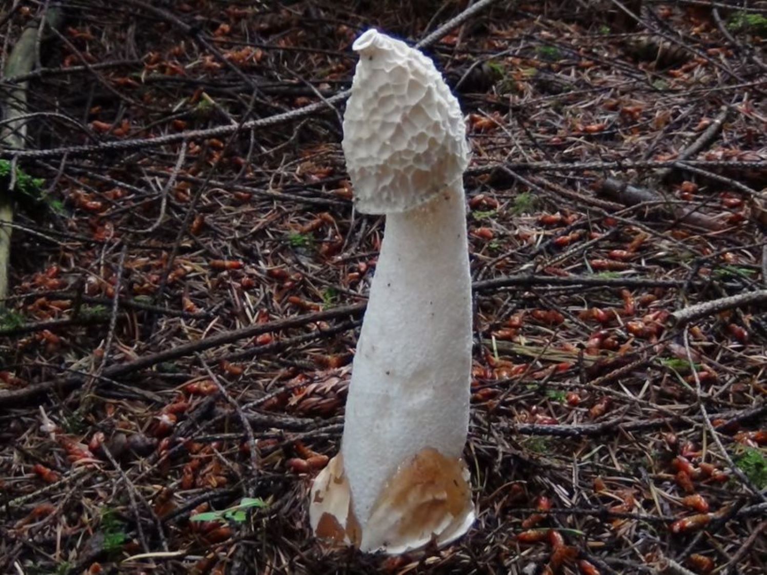 www.wildfooduk.com