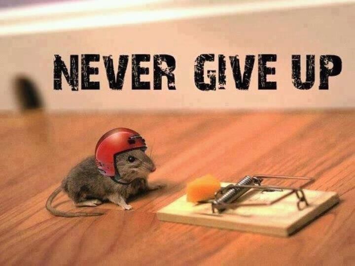 2d38d6ad2b01509650ee253159e6b4e6--never-give-up-dont-give-up.jpg