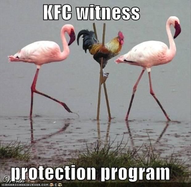 chicken-wit-protect.jpg