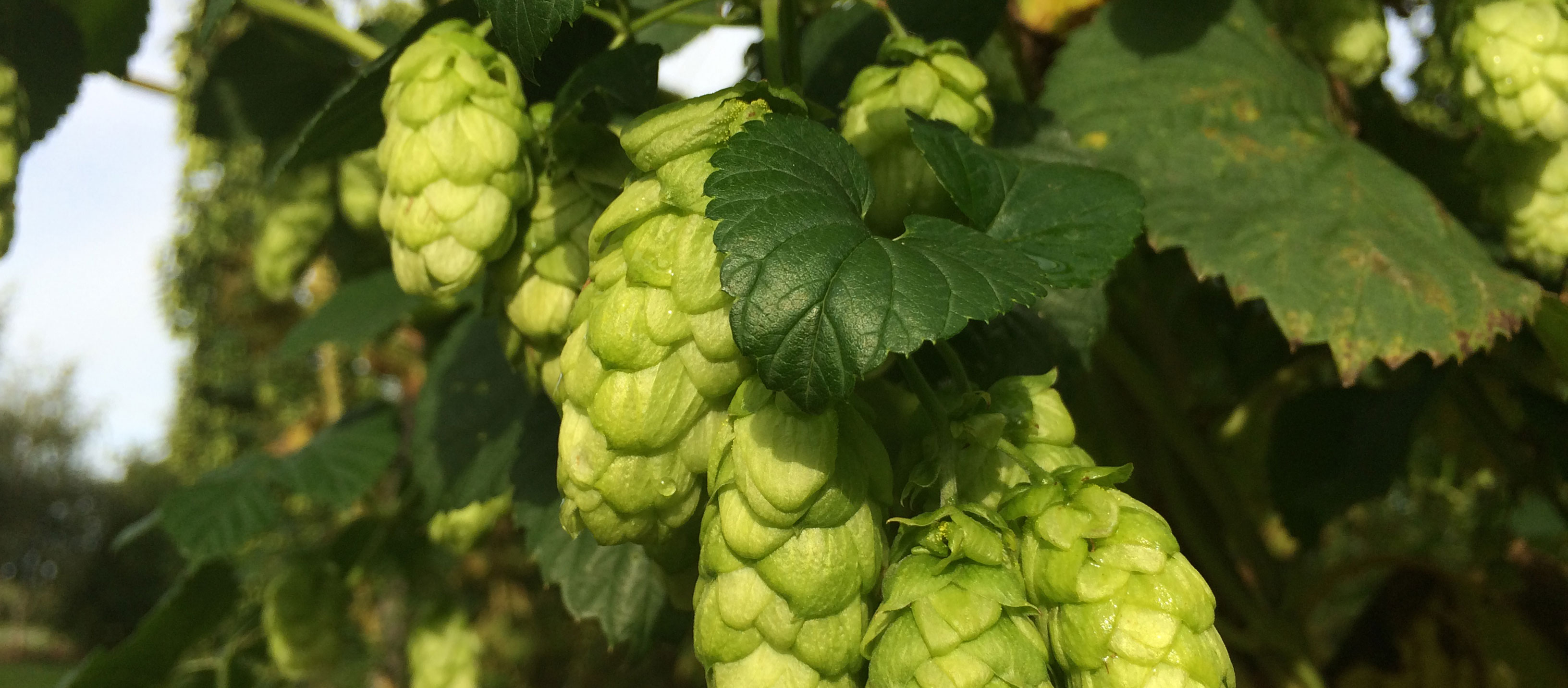 www.britishhops.org.uk