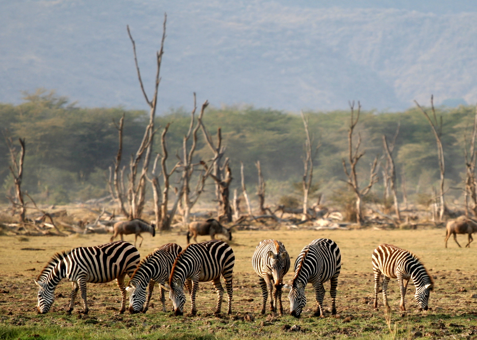 Lake_Manyara_Wildlife.jpg