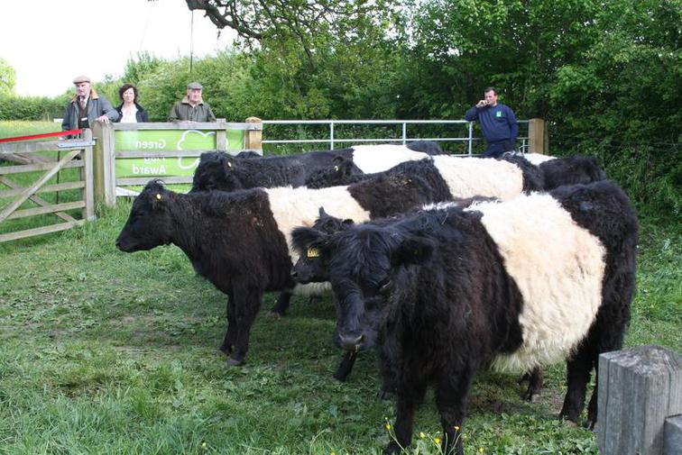 Belted-Galloways~~element10.JPG